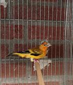 Baastard putter, Dieren en Toebehoren, Mannelijk, Bastaard