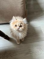 Light ginger male kitten named Misho, Dieren en Toebehoren, Kater