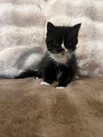 Perzische x brits korthaar kitten nog 1 beschikbaar, Dieren en Toebehoren, Katten en Kittens | Raskatten | Langhaar, Ontwormd