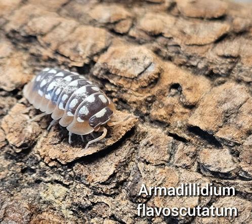 Armadillidium flavoscutatum, Dieren en Toebehoren, Insecten en Spinnen, Overige soorten