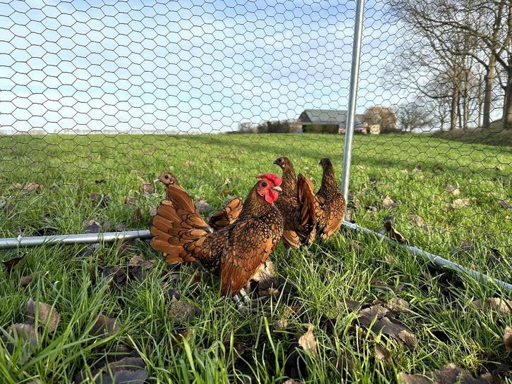 Sebright kippen gesekst, geringd en ingeënt Goudzwartgezoomd, Dieren en Toebehoren, Pluimvee, Kip, Vrouwelijk