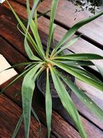 Yucca linearifolia  vaste tuinplant vanaf €2.-, Ophalen of Verzenden, Zomer, Overige soorten, Volle zon