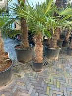 Trachycarpus Fortunei palmboom Stamhoogte 70 cm, Minder dan 100 cm, Zomer, Volle zon, Ophalen of Verzenden