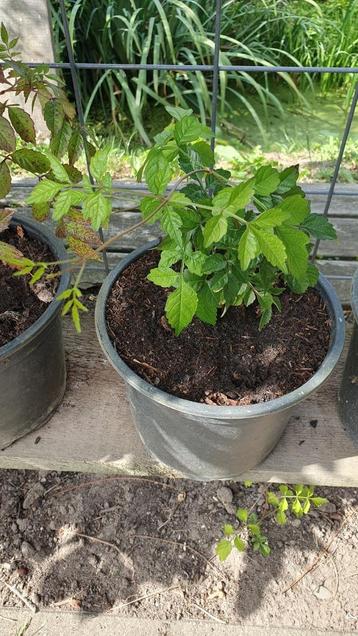 Stekken van de Campsis radicans = trompetbloem beschikbaar voor biedingen