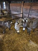 Te koop mooi groepje mini ezels, Meerdere dieren, Schaap