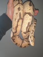 0.1 volwas Fire spider Yellowbelly., Dieren en Toebehoren, Slang