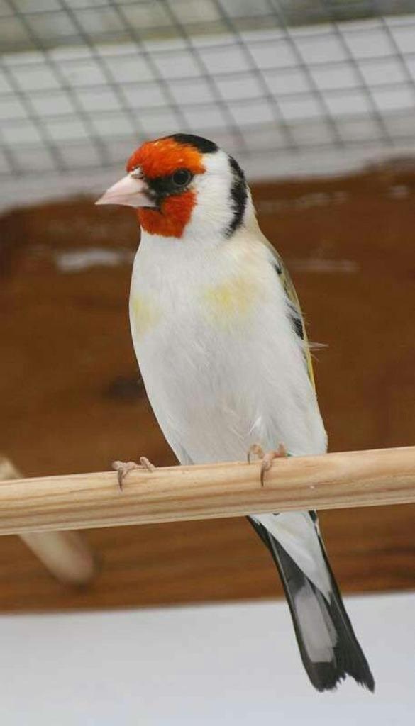 Majoor putters 2025, Dieren en Toebehoren, Vogels | Overige Vogels, Wildzangvogel, Meerdere dieren, Geringd