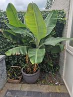 prachtige bananenboom, Tuin en Terras, Planten | Tuinplanten, Ophalen, Zomer, Overige soorten