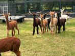 Alpaca merries, Dieren en Toebehoren, Juli, Vrouwelijk