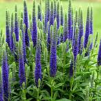 12 voor € 15,00. Ereprijs blauw, Veronica spicata blue., Volle zon, Vaste plant, Zomer, Ophalen