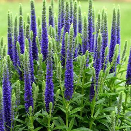 12 voor € 15,00. Ereprijs blauw, Veronica spicata blue., Tuin en Terras, Planten | Tuinplanten, Vaste plant, Overige soorten, Volle zon