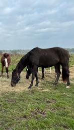 Ponys nrps / welsh A / welsh pardbreed, Minder dan 160 cm, Niet van toepassing, 0 tot 2 jaar, Meerdere dieren