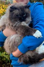 Mooie en lieve dekkater Seal Mitted (met stamboom) - Gouda, Dieren en Toebehoren