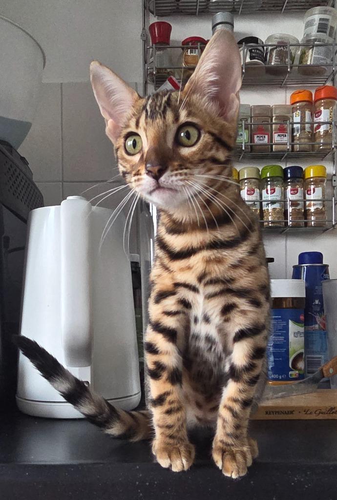 Te koop raszuivere Bengaalse kitten (poes), Dieren en Toebehoren, Katten en Kittens | Raskatten | Korthaar, Poes, 0 tot 2 jaar