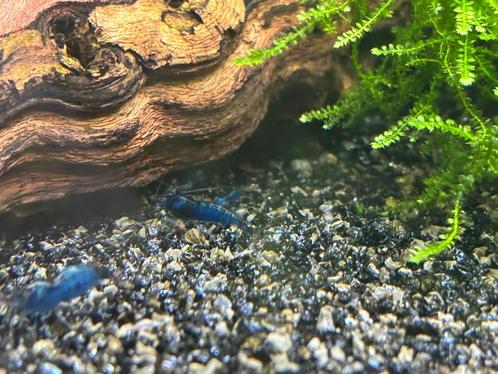 Neocaridina blue garnalen. Blauwe garnalen. Blue dream, Dieren en Toebehoren, Vissen | Aquariumvissen, Kreeft, Krab of Garnaal