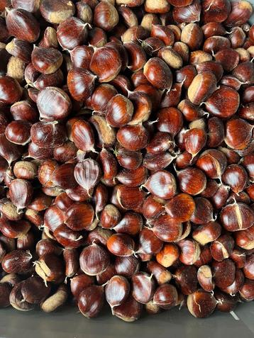 Verse tamme kastanjes te koop! € 2,- per kg. Beesel beschikbaar voor biedingen