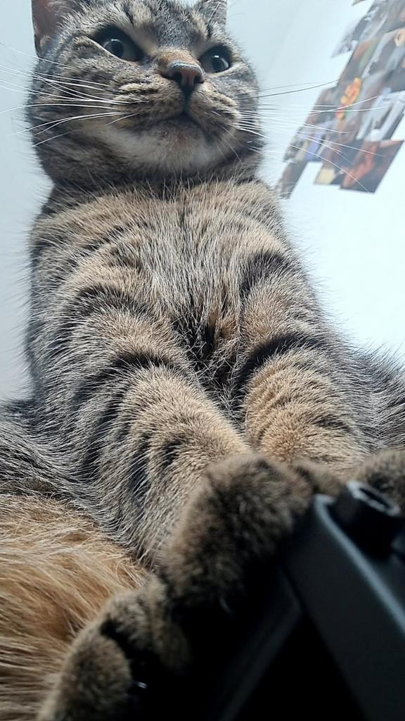 Vrouwtjes poes zoekt een nieuw huis, Dieren en Toebehoren, Katten en Kittens | Raskatten | Langhaar, Poes