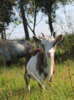 Bruin-beige bont Geit lammetje (sik) toggenburger x landgeit, Dieren en Toebehoren, Schapen, Geiten en Varkens, Vrouwelijk, Geit