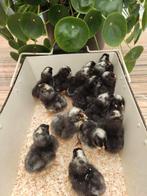 pluimvee, Geslacht onbekend, Kip