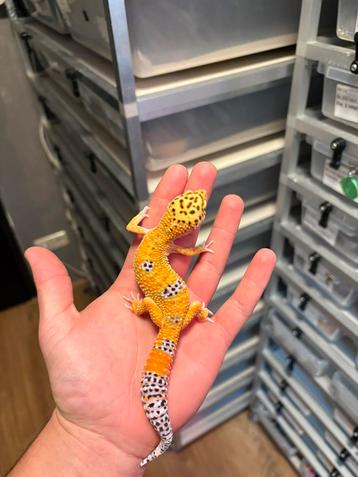 1.0 luipaardgekko beschikbaar voor biedingen