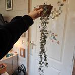 String of Hearts (Ceropegia woodii) Hangplant, Groene kamerplant, Ophalen, Halfschaduw, Minder dan 100 cm
