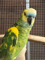 Blauwvoorhoofd Amazone man, Dieren en Toebehoren, Vogels | Parkieten en Papegaaien, Mannelijk, Papegaai, Geringd