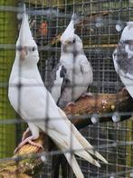 Valkparkieten, Dieren en Toebehoren, Vogels | Parkieten en Papegaaien, Meerdere dieren, Parkiet