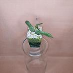 Hoya Pandurata Splash 1, Overige soorten, Minder dan 100 cm, Bloeiende kamerplant, Halfschaduw