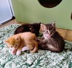 Bijzondere kittens zoeken 5* huis, Dieren en Toebehoren, Katten en Kittens | Overige Katten, Meerdere dieren, Kortharig, 0 tot 2 jaar
