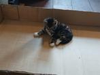 Lief kitten vrouwtje, Dieren en Toebehoren, Poes