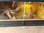 (0.1.0) Baardagaam + Terrarium (60x121x60 - LxBxH), Dieren en Toebehoren, Reptielen en Amfibieën | Toebehoren, Ophalen, Gebruikt