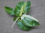 Philodendron Jose Buono Variegata p12 (4), Overige soorten, Minder dan 100 cm, Ophalen of Verzenden, Halfschaduw