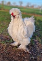 2x USA zijdehoen haantjes, Dieren en Toebehoren, Pluimvee, Mannelijk, Kip