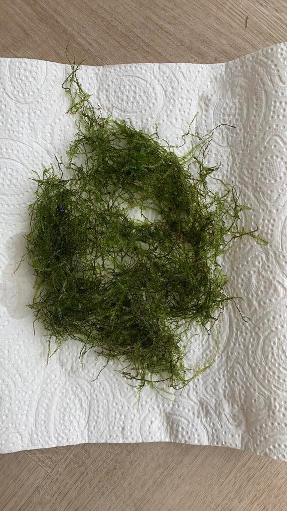 Java mos, Ophalen, Zo goed als nieuw, Plant(en), Steen of Hout