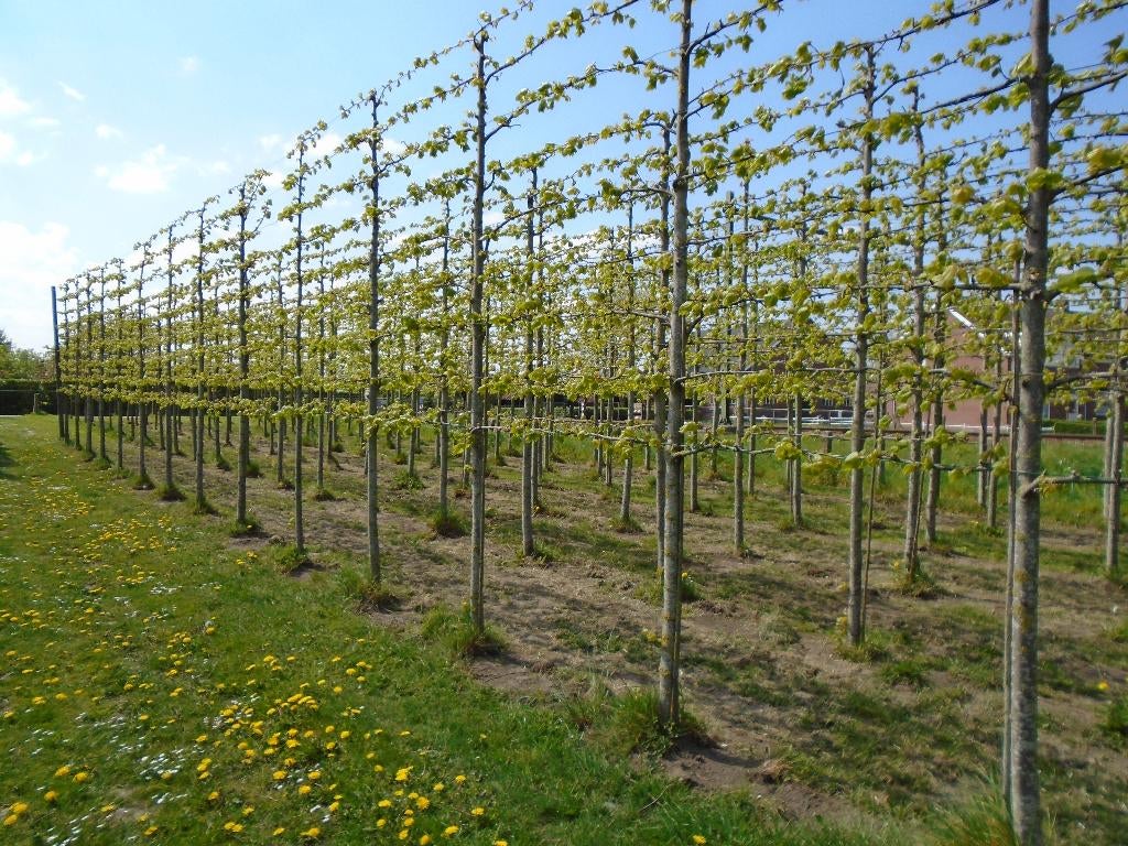 leilinde XL, Tuin en Terras, Planten | Bomen, Overige soorten, 400 cm of meer, Volle zon, Bloeit niet, Ophalen