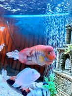 T-bar cichlid Man 12-15 CM, Dieren en Toebehoren, Vissen | Aquariumvissen, Vis