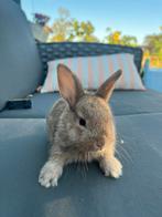 Dwerg konijntjes, Dieren en Toebehoren, Konijnen, Meerdere dieren, Dwerg, 0 tot 2 jaar