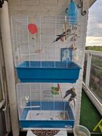valkparkieten, Dieren en Toebehoren, Vogels | Duiven, Meerdere dieren, Overige soorten