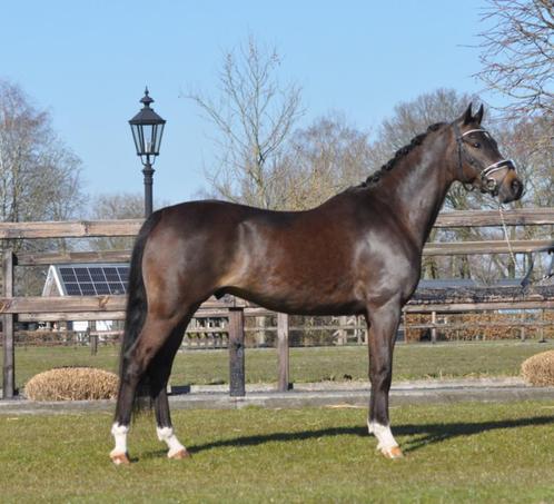 super knappe 5 jarige welsh ruin, Dieren en Toebehoren, Pony's, Ruin, B, D pony (1.37m tot 1.48m), Dressuurpony, 3 tot 6 jaar