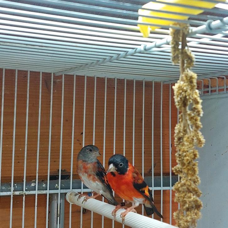 Te koop kapoetsensijs.een koppel plus een losse man, Dieren en Toebehoren, Vogels | Overige Vogels, Meerdere dieren