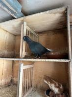 Afghaanse duiven te koop, Dieren en Toebehoren, Vogels | Duiven, Meerdere dieren, Overige soorten