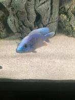 te koop 2 volwassen sciaenochromis fryeri, Dieren en Toebehoren, Vissen | Aquariumvissen, Vis