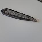 Mooie orthoceras punt, Verzamelen, Mineralen en Fossielen, Ophalen of Verzenden, Mineraal