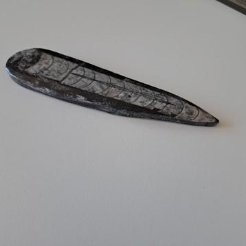 Mooie orthoceras punt beschikbaar voor biedingen