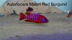 Aulonocara Maleri red Burgund ( Malawi cichlide)