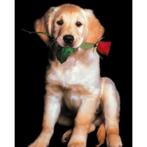 Dog with Rose grote kaart bij Stichting Superwens!, Ophalen of Verzenden, Nieuw