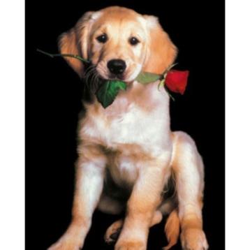 Dog with Rose grote kaart bij Stichting Superwens! beschikbaar voor biedingen