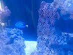 Doktersvis 'Dory', Dieren en Toebehoren, Vissen | Aquariumvissen, Vis