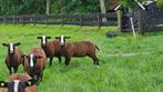 Ramlammeren 2025 zwartbles stamboek, Dieren en Toebehoren, Schapen, Geiten en Varkens, Mannelijk, Schaap, 0 tot 2 jaar