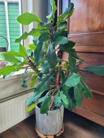 Hoge Madagascar Jewel plant incl. pot, 100 tot 150 cm, Halfschaduw, In pot, Ophalen